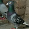 for_pigeon_lovers