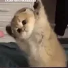 __ttkchiboema