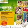 chickqualityservice