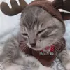 cocothecutecutecutecat