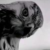 waleed.alshmry.0