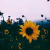 sunflowerxcsk