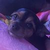 mavis_429