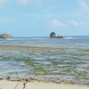 armidaada1