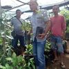 bibit_tanatidung