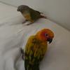 pico.the.sunconure