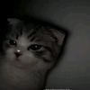 aleeya673