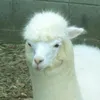 dyuzzhx1ghei