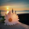 senja4498