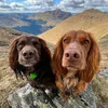 theedinburghspaniels