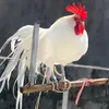 tuankang52