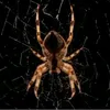 spiderweb014
