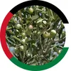 .ol1vetrees