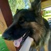 rambo_the_dogg0