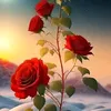 zana_jalil1