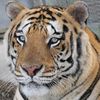 @mccarthyswildlife