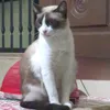 dy9lhbsdsi
