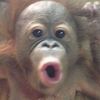 ilovemonke444
