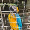 thereal_parrot1