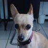 chihuahua.chihuahu