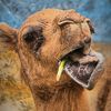 mr.girrafe32