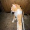 oreomeow03