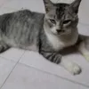 cleyoggymong
