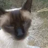 jesieniara26