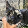 bobotmeoww