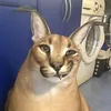 terminalshart