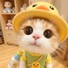 suci.fa123