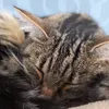 panzer_cat_wookie