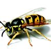 the_actual_wasp