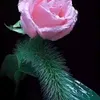 user9910195616185