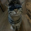 .meowtalgearsolid