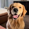 beau_goldenretriever1