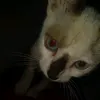 iisastar_7
