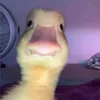 brunohddhhd