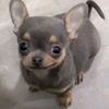 hellameowmeow