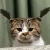 dyj9olagynlf