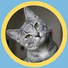 Cat Lovers Boutique