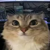 amoga_777