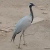 maliknayyar432