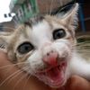 alsa_leembu_0