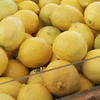 lemonomela