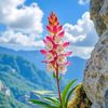 orchidlay7340