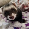 sammyandferrets