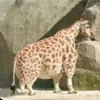 short_giraffe123