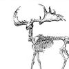 _mooseman333_