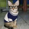 felis.fels